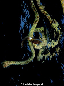 baby calamari by Ladislav Nogacek 